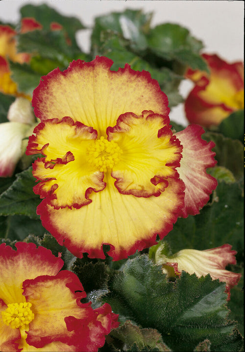 Begonia Crispa Marginata Żółto-Czerwona