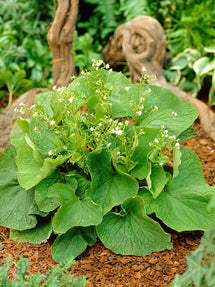 Brunnera Wielkolistna Betty Bowring