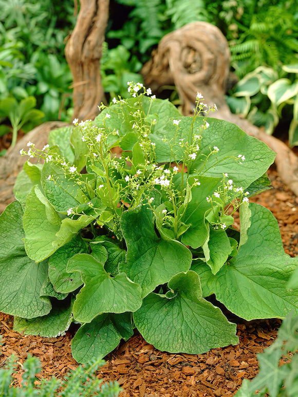 Kup Brunnera Betty Bowring Z Holandii