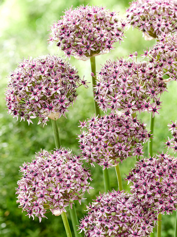Allium Starlight cebulki premium