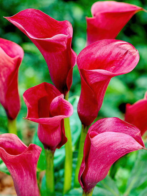 Kalia Callafornia Red