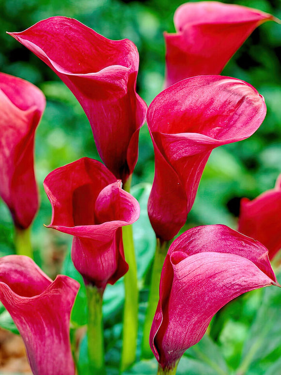 Kalia Callafornia Red
