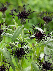 Chaber Black Sprite (Centaurea)