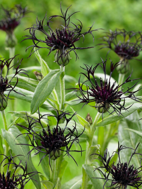 Zamów jeżówkę 'Chaber Black Sprite (Centaurea)' w DutchGrown™ z wysyłką na wiosnę i ciesz się najwyższej jakości odkrytymi korzeniami!