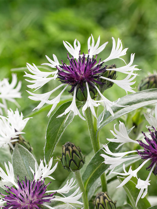 Zamów jeżówkę 'Chaber Amethyst in Snow (Centaurea)' w DutchGrown™ z wysyłką na wiosnę i ciesz się najwyższej jakości odkrytymi korzeniami!