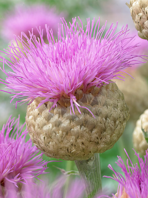 Zamów jeżówkę 'Chaber Pulchra Major (Centaurea)' w DutchGrown™ z wysyłką na wiosnę i ciesz się najwyższej jakości odkrytymi korzeniami!