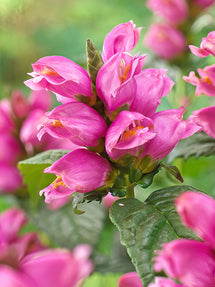 Chelone Pink Turtle (Żółwik różowy)