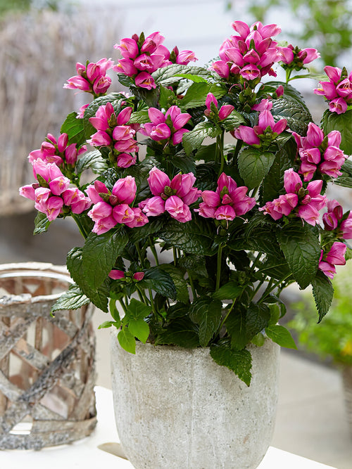 Chelone Pink Turtle (Żółwik różowy)