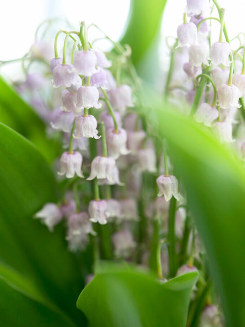 Convallaria Majalis Rosea (Konwalia majowa)