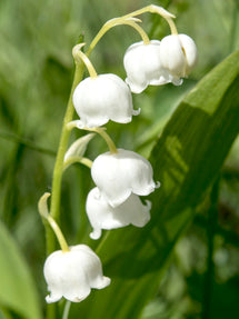 Convallaria majalis (Konwalia majowa)