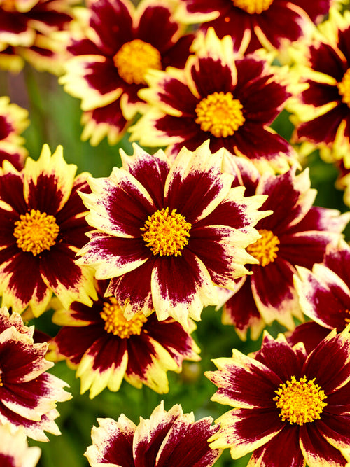 Kup Coreopsis Solar Fancy 