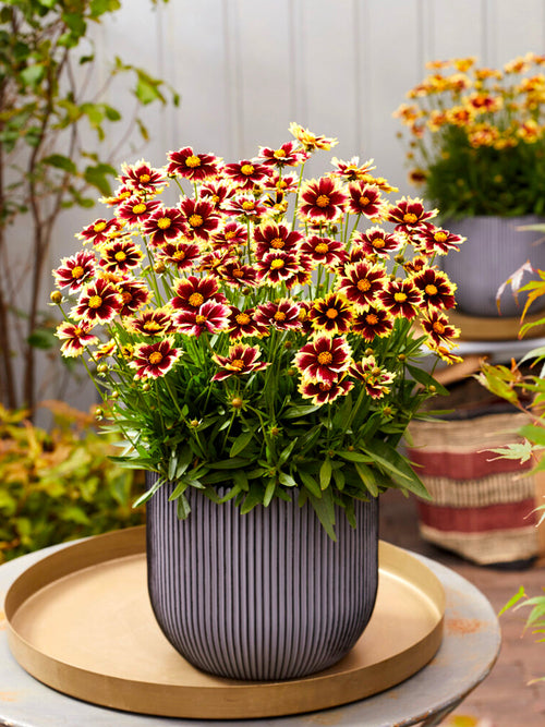 Coreopsis Solar Fancy