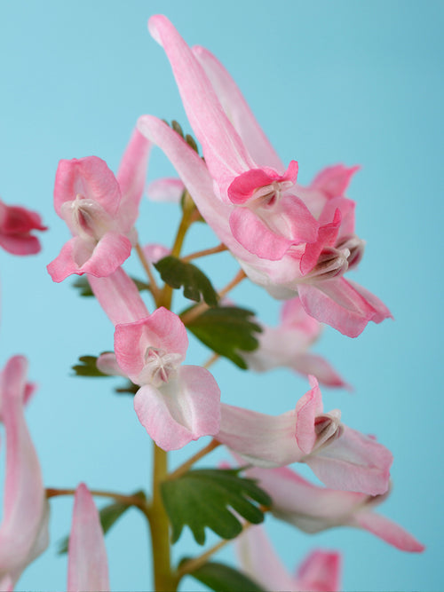 Corydalis Solida Beth Evans