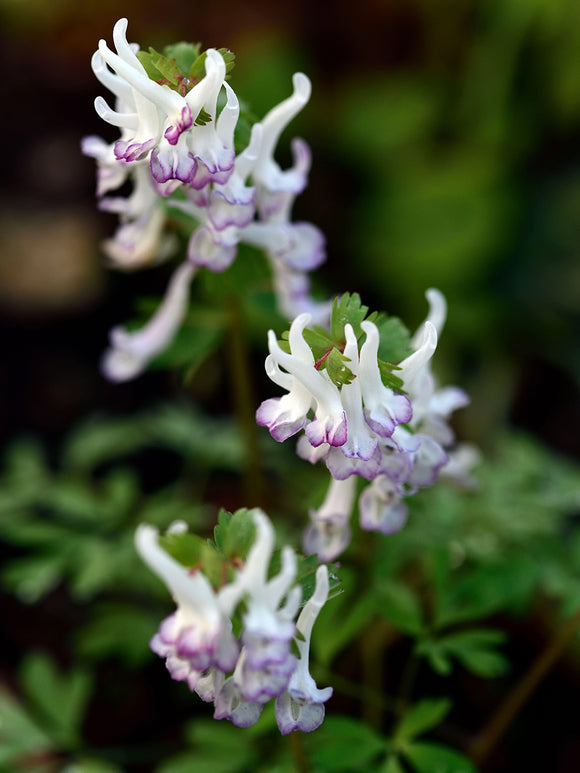 Corydalis Solida Merlin