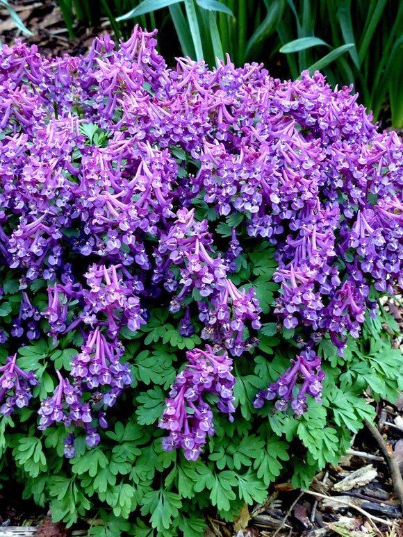 Zbliżenie kwiatów Corydalis solida ‘Purple Bird’ i drobno powcinanych liści