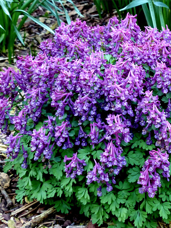 Corydalis solida ‘Purple Bird’ posadzona w grupie w ogrodzie leśnym