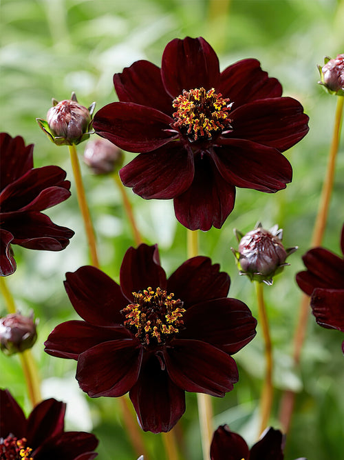 Cosmos Atrosanguineus (Kosmos czekoladowy)