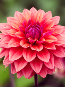 Dalia American Dawn