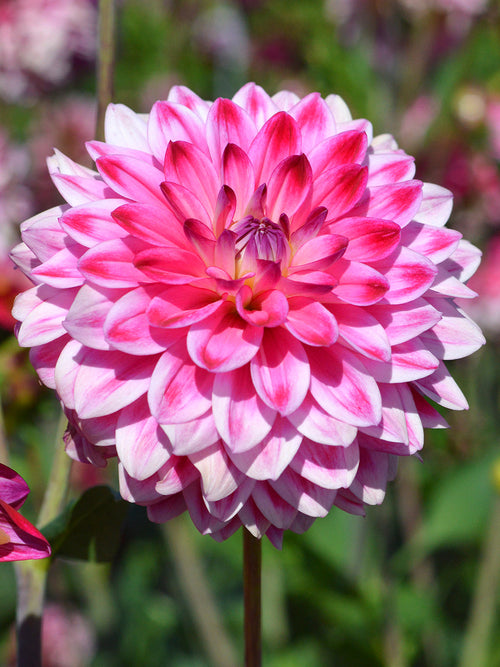 Dalia Arthur Hambley Bulwy i cebulki dalii 