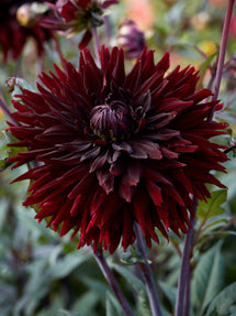 Dalia Black Jack