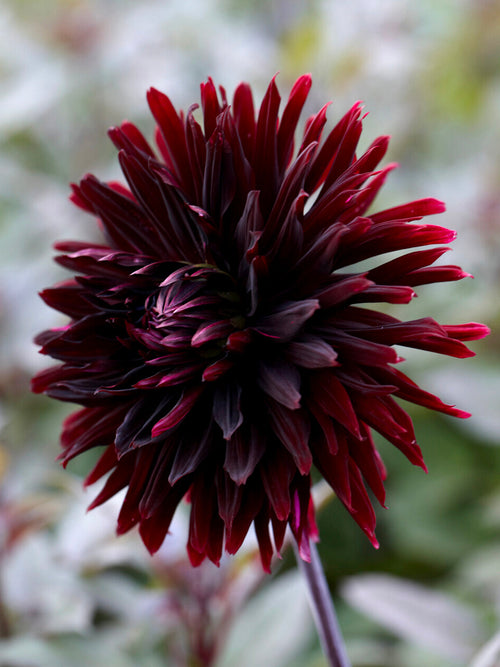 Dalia „Black Jack” o niemal czarnych burgundowych kwiatach.