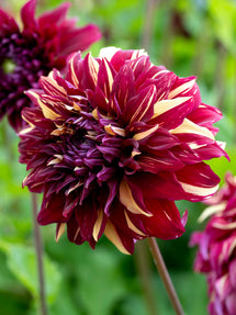 Dalia Bohemian Spartacus