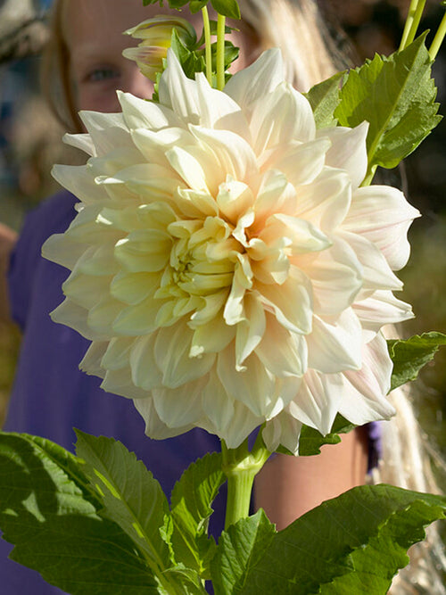 Dalia Break Out - Dalia - Bulwy, cebulki, kłącza 