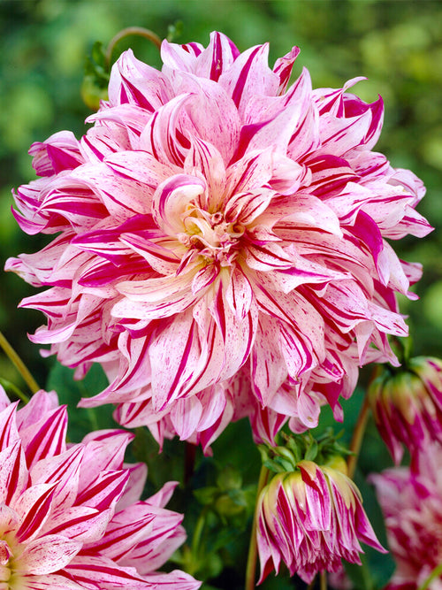 Dalia Bristol Stripe - Bulwy, cebulki, kłącza