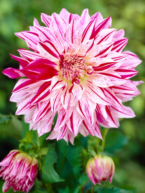 Dalia Bristol Stripe - Bulwy, cebulki, kłącza