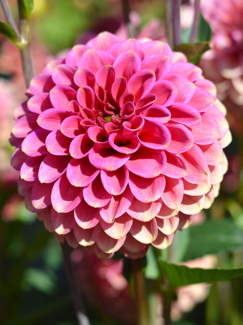 Dalia - Bulwy, cebulki, kłącza Burlesca