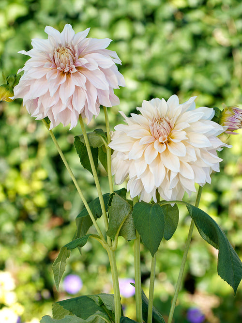 Dalia Talerzowa Cafe au Lait