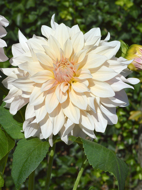 Dalia Talerzowa Cafe au Lait Dalia Cafe Au Lait - Bulwy, cebulki, kłącza