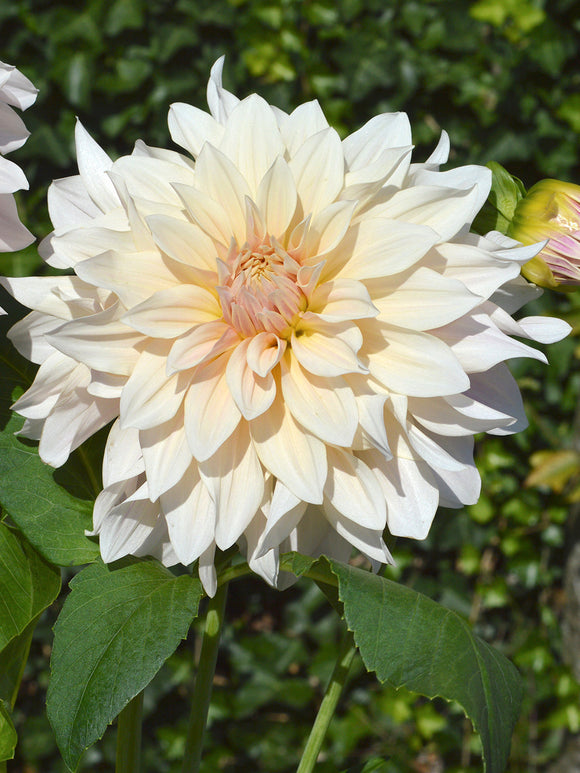 Dalia Talerzowa Cafe au Lait Dalia Cafe Au Lait - Bulwy, cebulki, kłącza