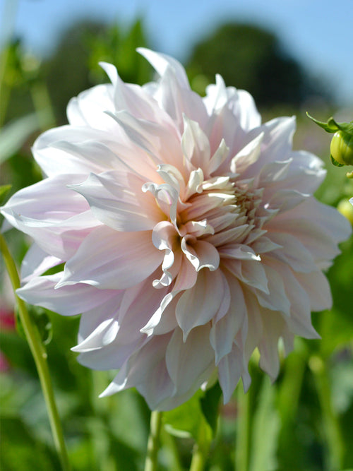 Dalia Talerzowa Cafe au Lait
