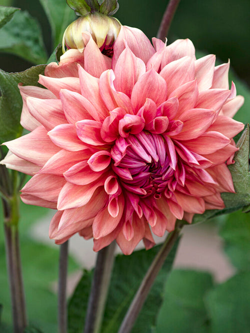 Dalia Cafe au Lait Royal - Kup Bulwy Dali Cafe au Lait Royal 