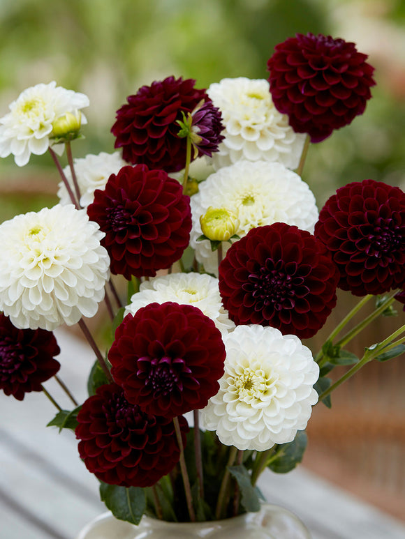 Dahlia Classic Contrast Collection in bloom