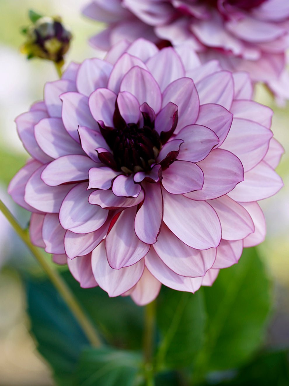 Dalia 'Creme de Cassis' - Eleganckie Bulwy dla Twojego Ogrodu | DutchGrown™