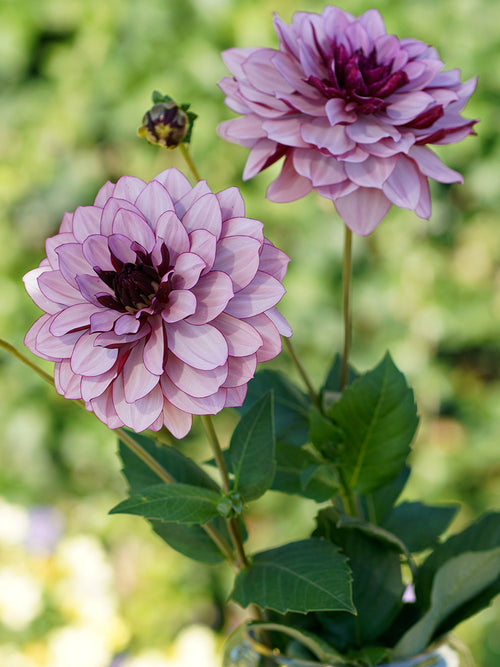 Dalia creme de cassis - Bulwy, cebulki, kłącza