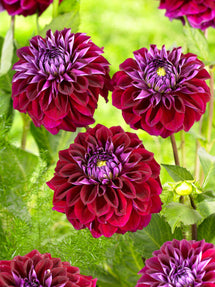 Dalia Diva