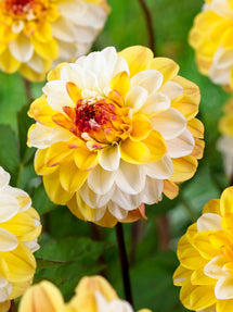 Dalia Double Jill