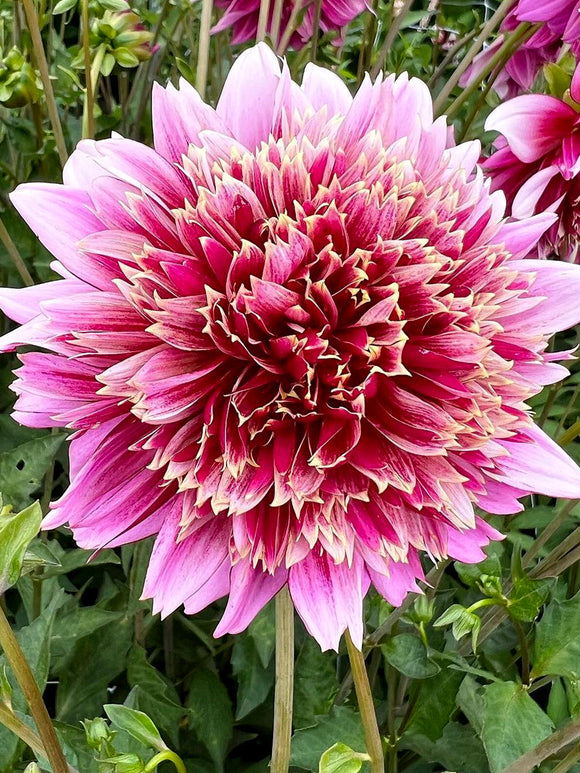 Dalia Fenna Baaij