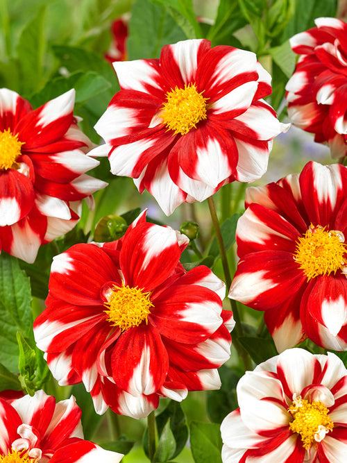 Dalia Fire and Ice cebulki kwiatów