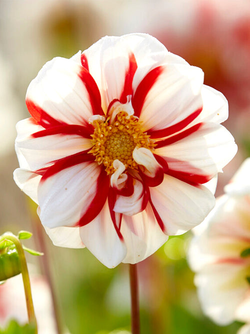 Dalia Fire and Ice