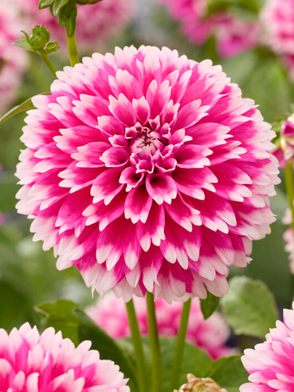 Dalia Fuzzy Wuzzy