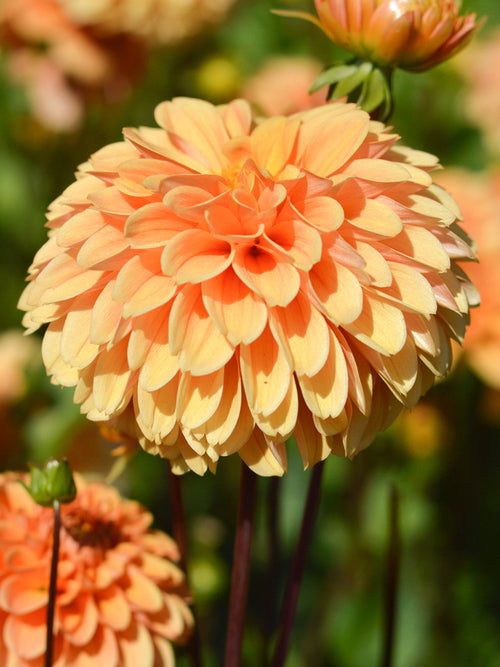 Dalia Golden Scepter -Dalie Bulwy