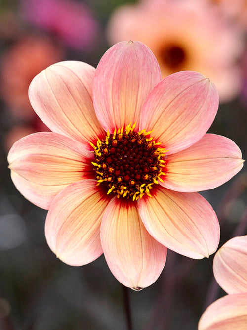 Dalia HS Kiss