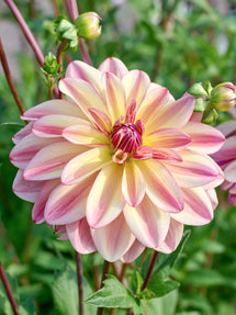 Dalia Happy Butterfly