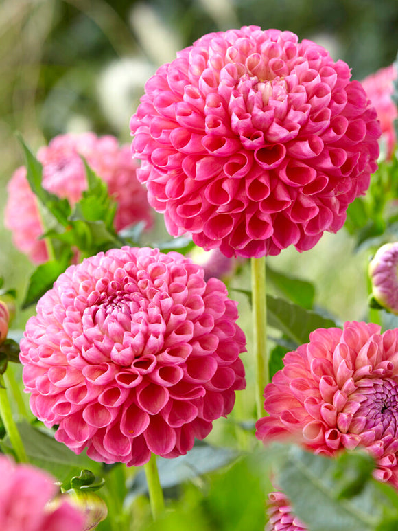 Dalia Jowey Frambo