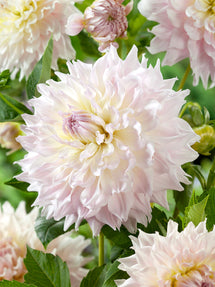 Dalia Ka's Cloud