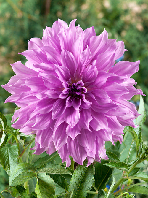 Dalia Lavender Ruffles z wysyłką na wiosnę